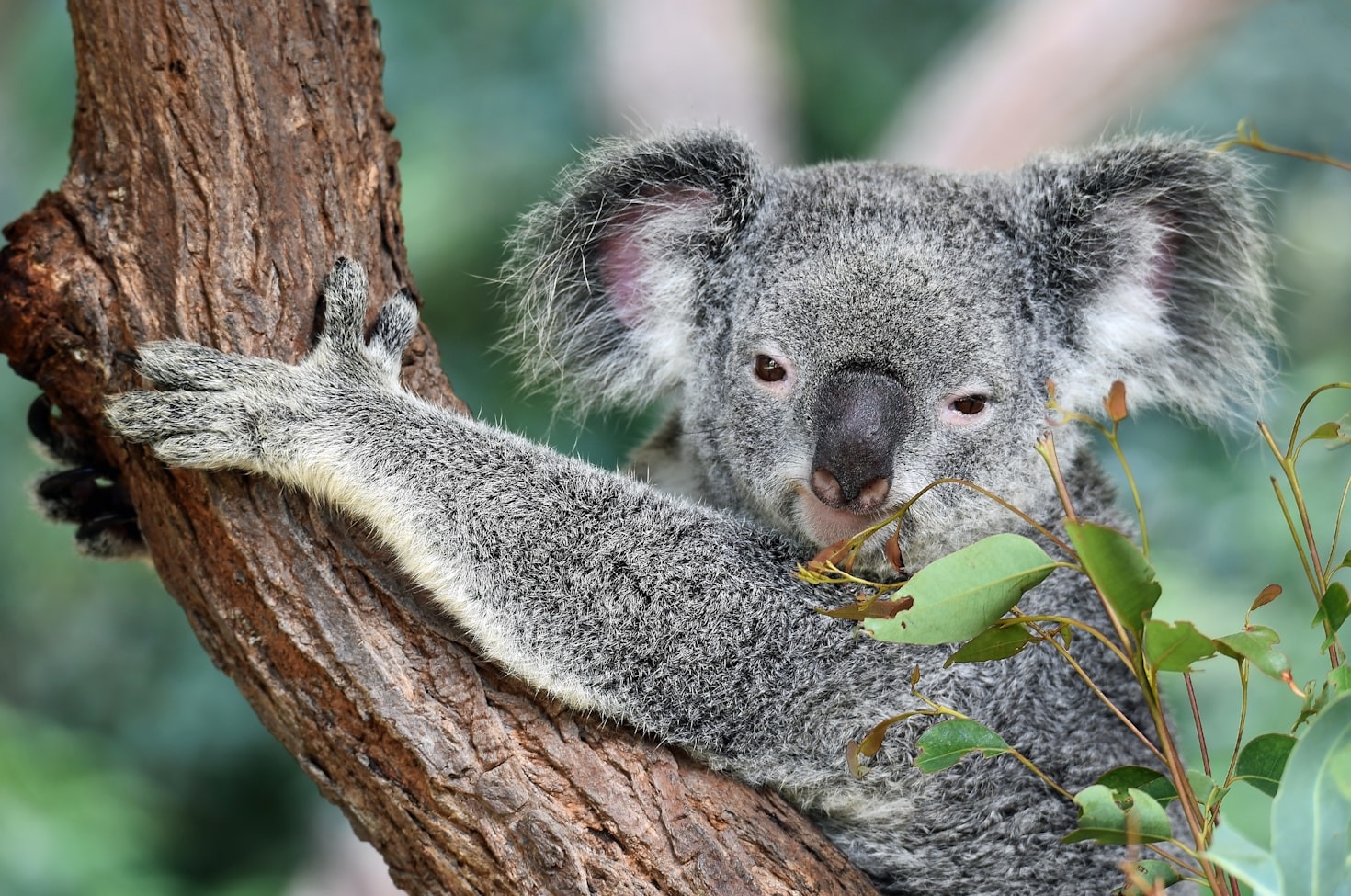Finding Peace Within Australia’s Ancient Rainforests